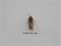 藏品(尺蛾351)的圖片
